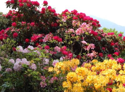  Rhododendron hill